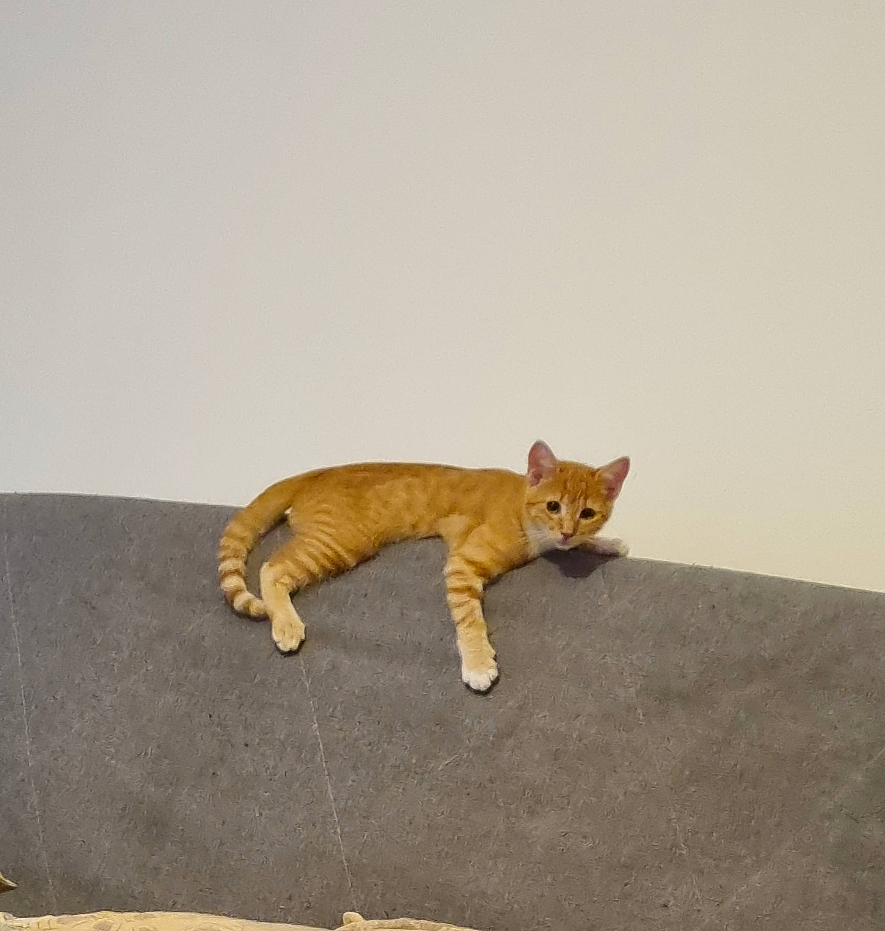 Morty a rejoint le concours — aidez-le/la à gagner de superbes lots ! art, brown, canidae, carnivore, cat, claw, domestic_short_haired_cat, fawn, felidae, flooring, fur, paw, small_to_medium_sized_cats, snout, tail, terrestrial_animal, toy, whiskers, wildlife, wood