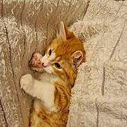 Cheddar joined the competition — help win amazing prizes! cat, kitten, orange_cat, white_cat, paw, pink_paw, blanket, texture, fluffy, cozy, cute, pet, animal, fur, resting, indoor, soft, curious, small, young