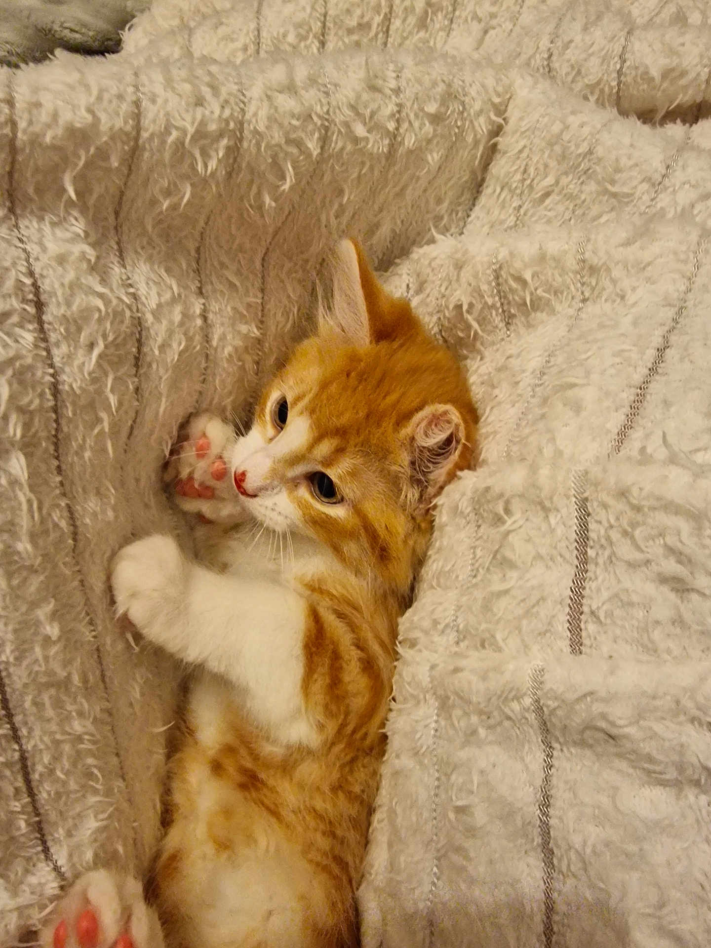 Cheddar joined the competition — help win amazing prizes! cat, kitten, orange_cat, white_cat, paw, pink_paw, blanket, texture, fluffy, cozy, cute, pet, animal, fur, resting, indoor, soft, curious, small, young