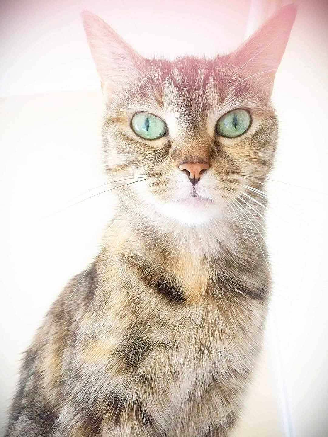 Britanie