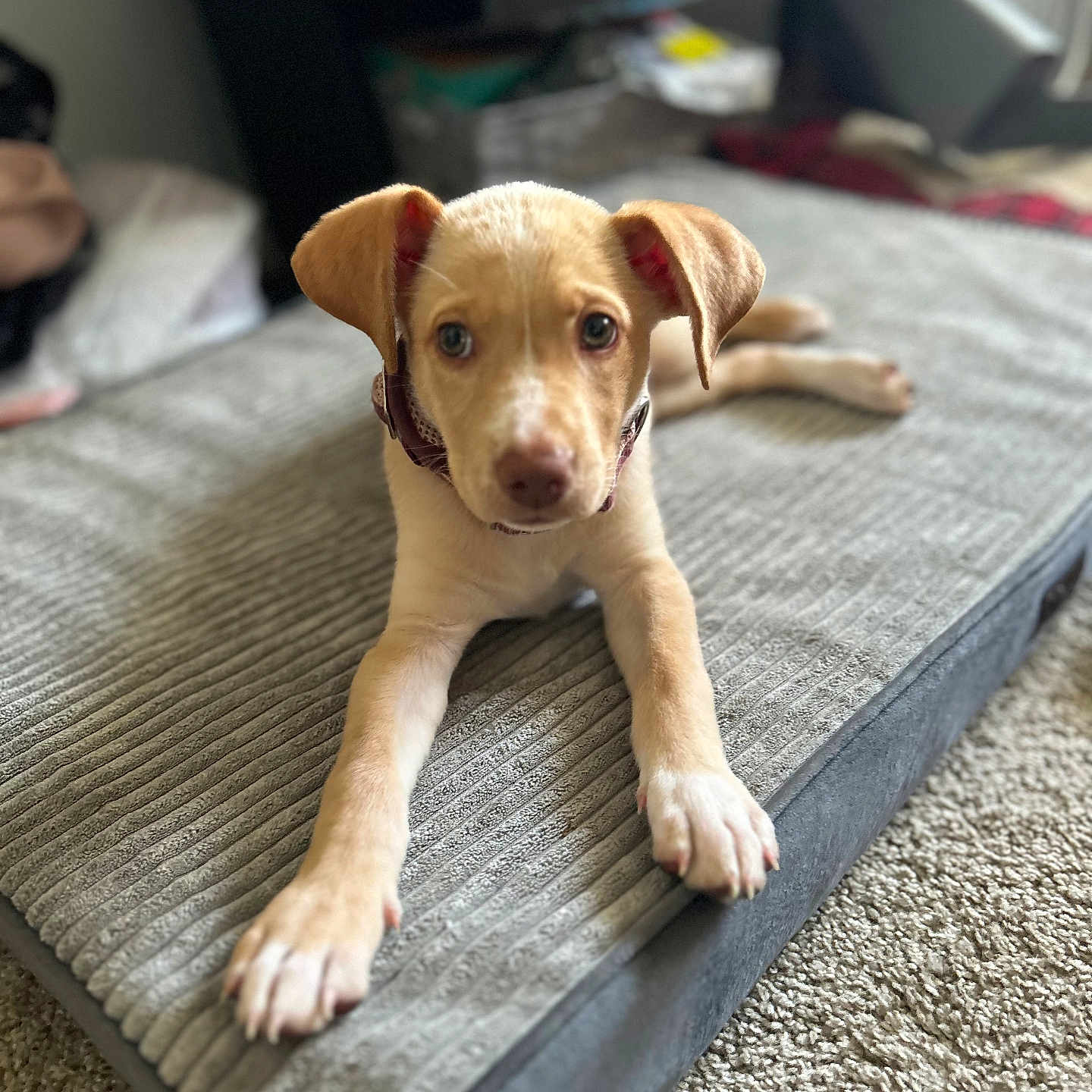 Bella joined the competition — help win amazing prizes! animal, bed, carpet, closeup, collar, curious, cute, dog, domestic_animal, ears, front_legs, fur, indoor, laying, looking, pet, puppy, resting, soft, young