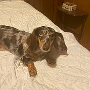 Sassy joined the competition — help win amazing prizes! animal, bed, bedroom, black_fur, blue_eye, brown_fur, cozy, dachshund, dog, indoor, longhaired_dog, lying_down, merle_coat, nightstand, pet, photography, portrait, quilt, white_bedding, wooden_furniture