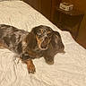 animal, bed, bedroom, black_fur, blue_eye, brown_fur, cozy, dachshund, dog, indoor, longhaired_dog, lying_down, merle_coat, nightstand, pet, photography, portrait, quilt, white_bedding, wooden_furniture