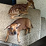 dog, fawn, carpet, stairs, indoor, animal, pet, brown_dog, spotted_fawn, trophy, resting, curious, close_up, floor, cozy, domestic, companion, small_dog, young_animal, quiet