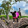 dog, small_dog, pink_jacket, tree_branch, water, lake, greenery, outdoor, nature, canine, animal, pet, black_dog, white_paws, tree, leaves, grass, daylight, standing, park