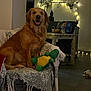 dog, golden_retriever, couch, plush_toy, indoor, fairy_lights, table, snacks, blanket, home, floor, decor, happy, pet, animal, living_room, furniture, cozy, smiling, relaxed