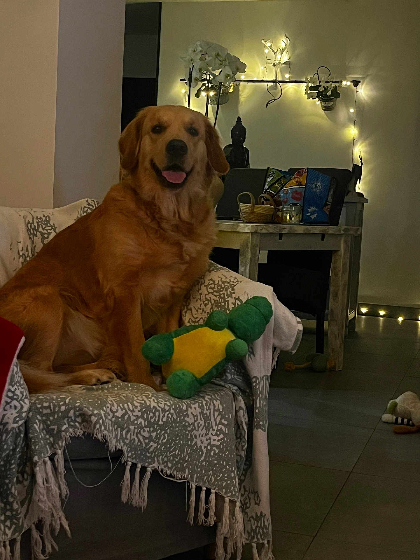 Thaï participe au concours pour gagner de l'argent avec cette photo : dog, golden_retriever, couch, plush_toy, indoor, fairy_lights, table, snacks, blanket, home, floor, decor, happy, pet, animal, living_room, furniture, cozy, smiling, relaxed