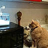 cat, orange_cat, feline, sitting, indoors, kitchen, countertop, microwave, red_cabinets, appliance, curious, profile, collar, tail, whiskers, home, domestic_animal, photography, counter, food_inspection
