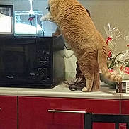 Cassis participe au concours pour gagner de l'argent avec cette photo : cat, fluffy_cat, orange_cat, standing, kitchen, countertop, microwave, cabinets, red_cabinets, home, indoor, curious, animal, pet, furry, tail, appliance, decorations, vertical_photo, funny_pose