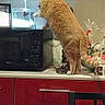 cat, fluffy_cat, orange_cat, standing, kitchen, countertop, microwave, cabinets, red_cabinets, home, indoor, curious, animal, pet, furry, tail, appliance, decorations, vertical_photo, funny_pose