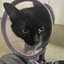 cat, black_cat, cone_collar, pet, indoor, animal, curious, close_up, protective_collar, whiskers, eyes, domestic_cat, companion_animal, jeans, floor, indoor_lighting, feline, looking, face, closeup