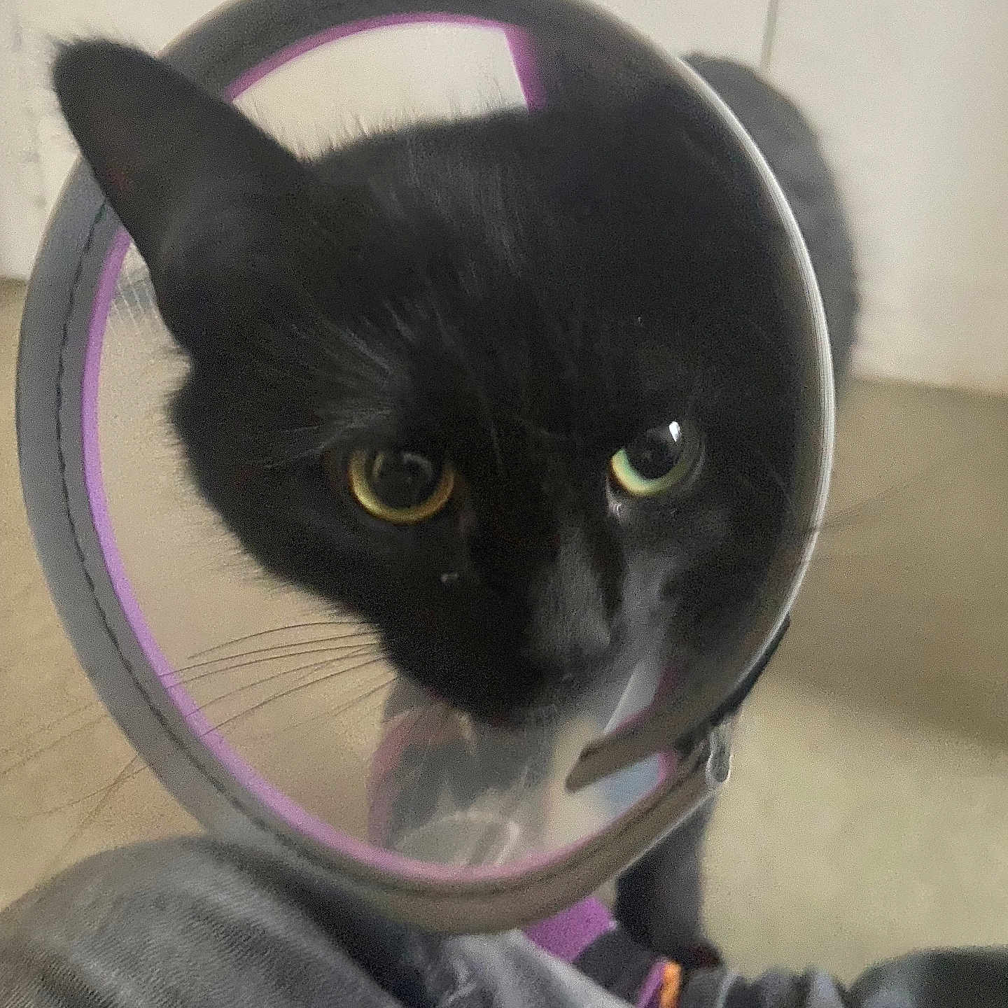 Kimbo participe au concours pour gagner de l'argent avec cette photo : animal, black_cat, cat, close_up, closeup, companion_animal, cone_collar, curious, domestic_cat, eyes, face, feline, floor, indoor, indoor_lighting, jeans, looking, pet, protective_collar, whiskers