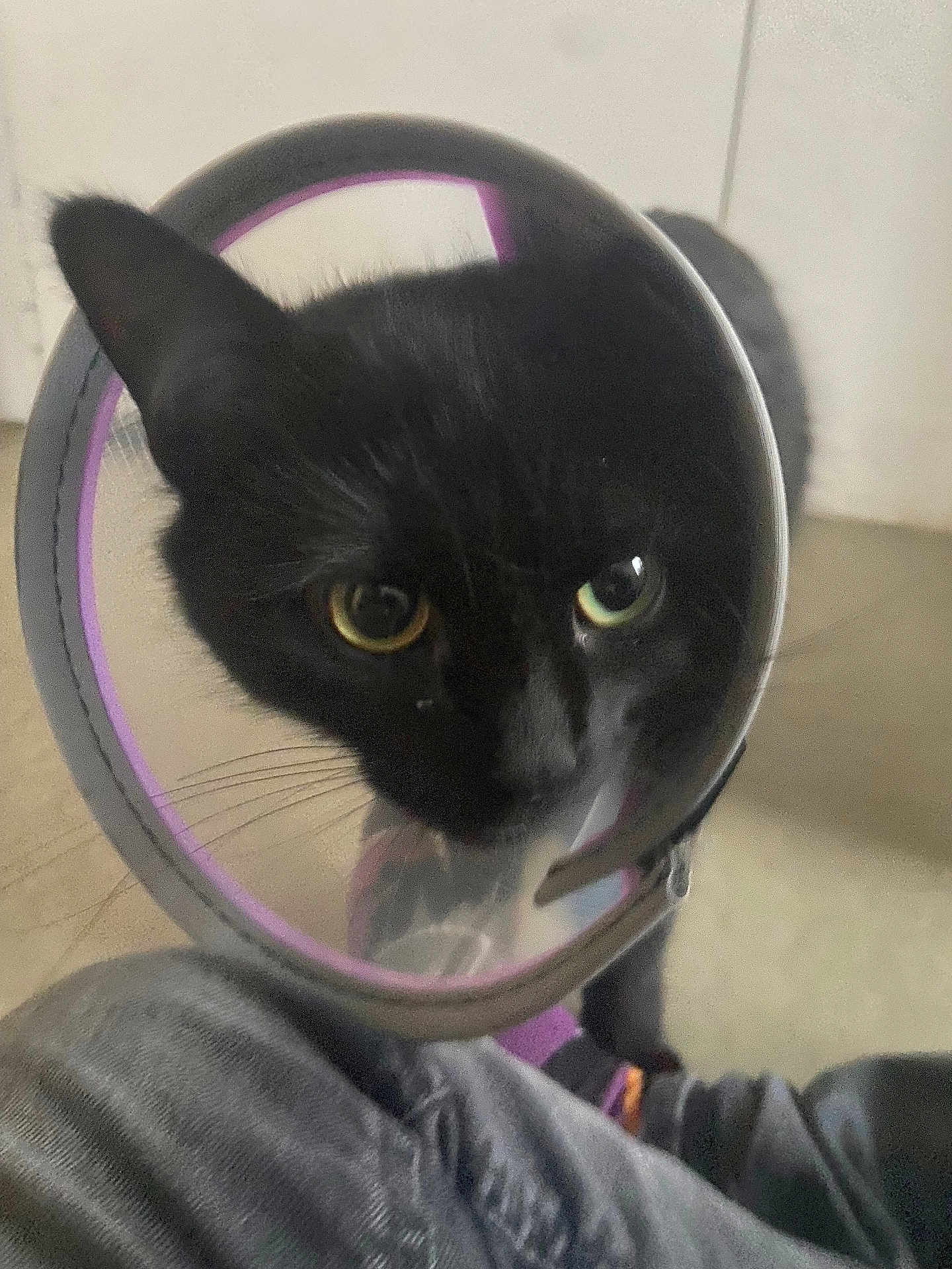 Kimbo participe au concours pour gagner de l'argent avec cette photo : cat, black_cat, cone_collar, pet, indoor, animal, curious, close_up, protective_collar, whiskers, eyes, domestic_cat, companion_animal, jeans, floor, indoor_lighting, feline, looking, face, closeup