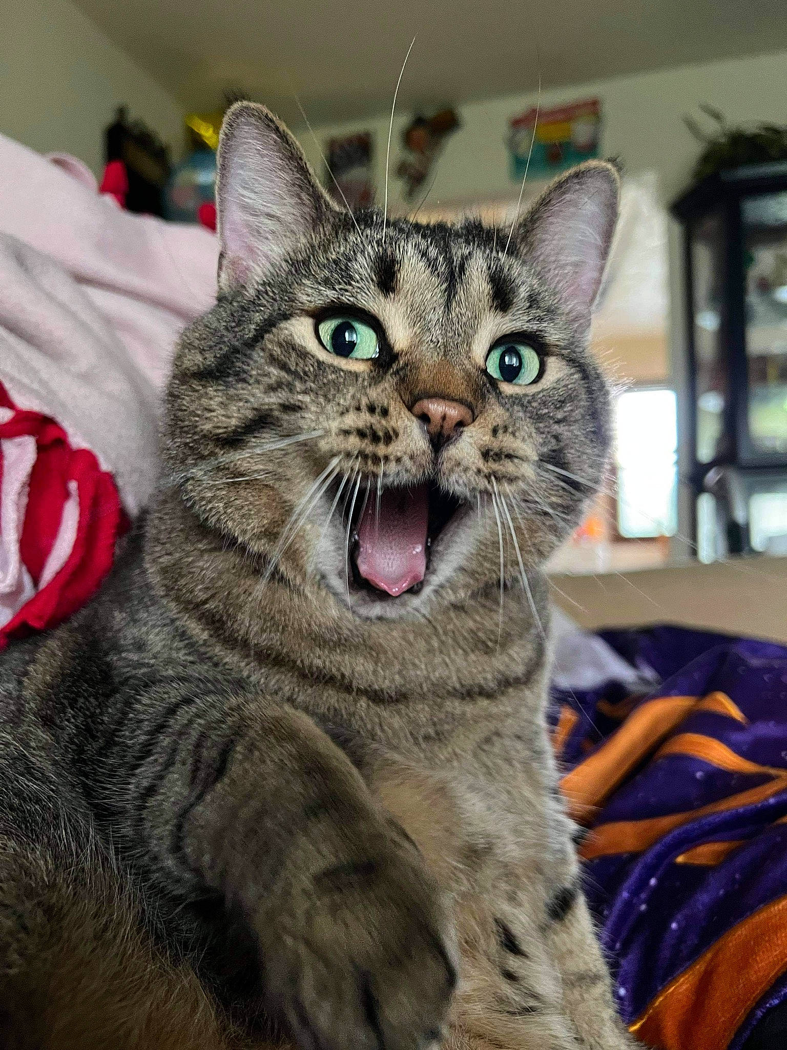 Pickle joined the competition — help win amazing prizes! carnivore, cat, claw, domestic_short_haired_cat, fang, felidae, fur, jaw, paw, sitting, small_to_medium_sized_cats, snout, terrestrial_animal, whiskers, window, yawn