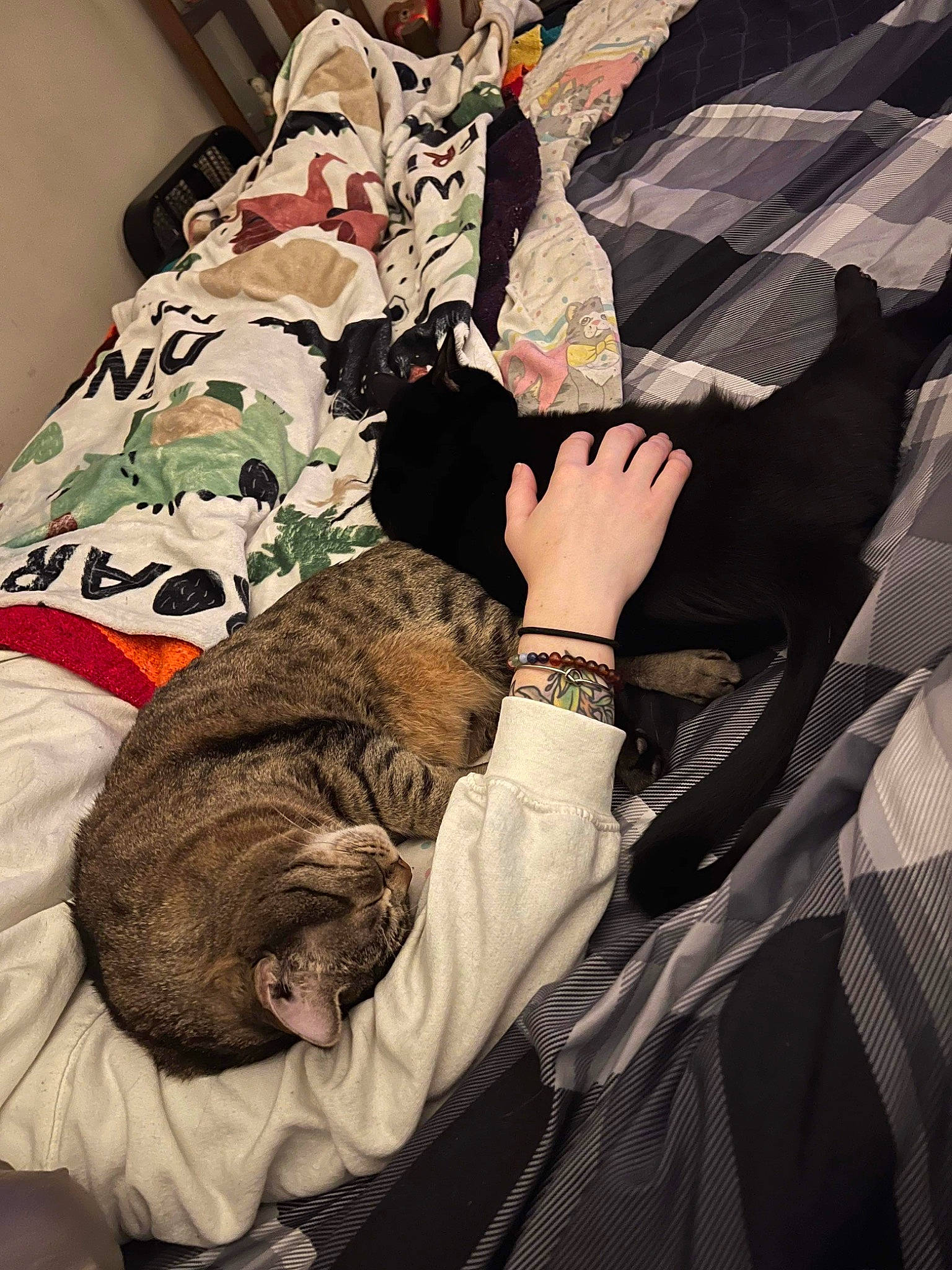 Pickle is registered to the contest to win money with this photo: bed_sheet, bedding, bedroom, blanket, carnivore, cat, comfort, felidae, fur, gesture, human_leg, linens, nap, pattern, room, sleep, sleeve, small_to_medium_sized_cats, textile, tints_and_shades