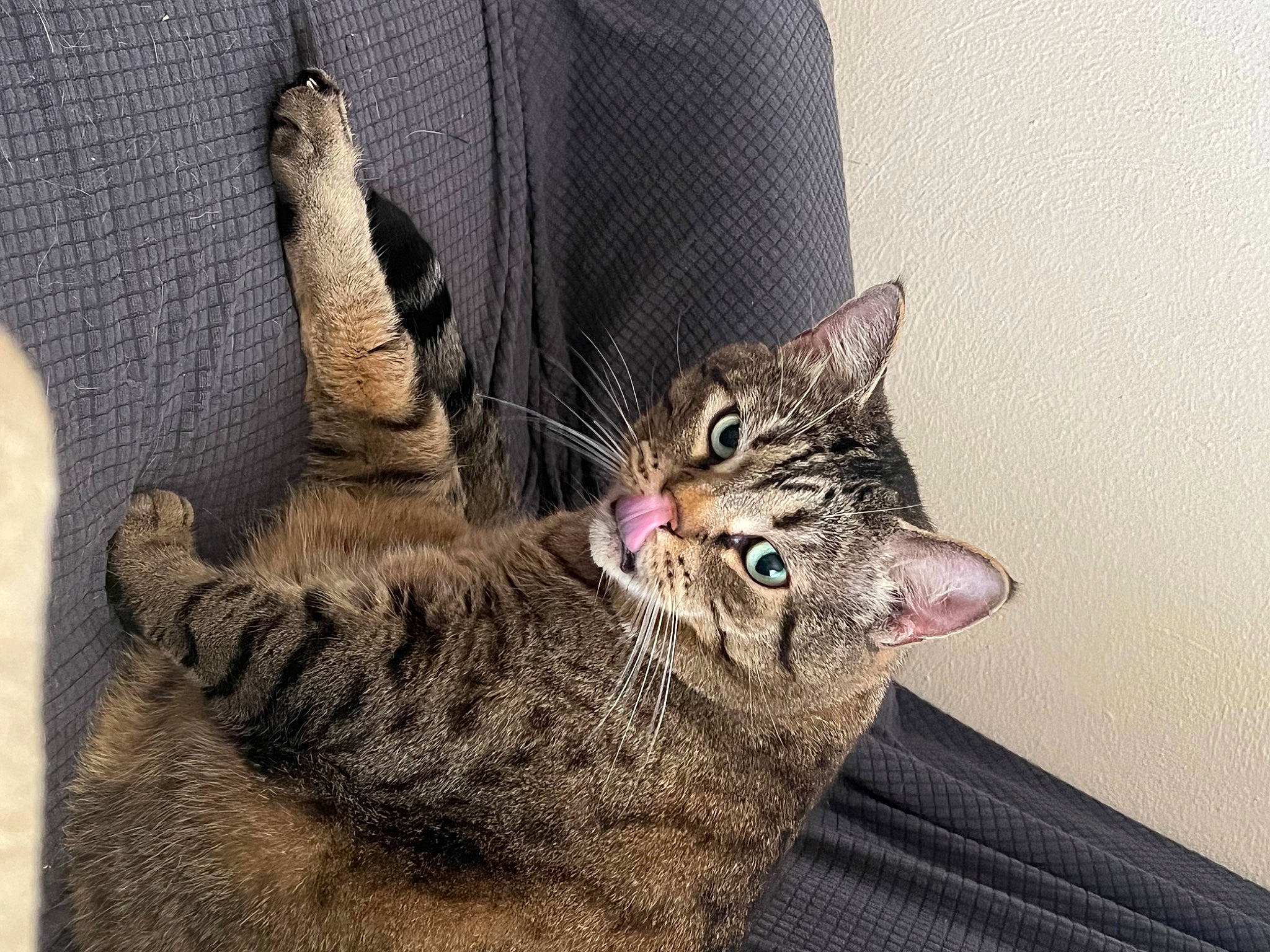 Pickle joined the competition — help win amazing prizes! bag, carnivore, cat, claw, comfort, domestic_short_haired_cat, felidae, foot, fur, gesture, luggage_and_bags, paw, sitting, small_to_medium_sized_cats, snout, tail, terrestrial_animal, whiskers, wildlife