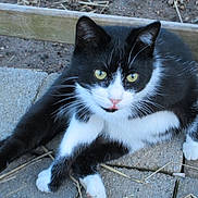 Moustique a rejoint le concours — aidez-le/la à gagner de superbes lots ! aegean_cat, black_cat, cat, cat_like_mammal, domestic_long_haired_cat, domestic_short_haired_cat, european_shorthair, fauna, fur, kitten, small_to_medium_sized_cats, snout, whiskers