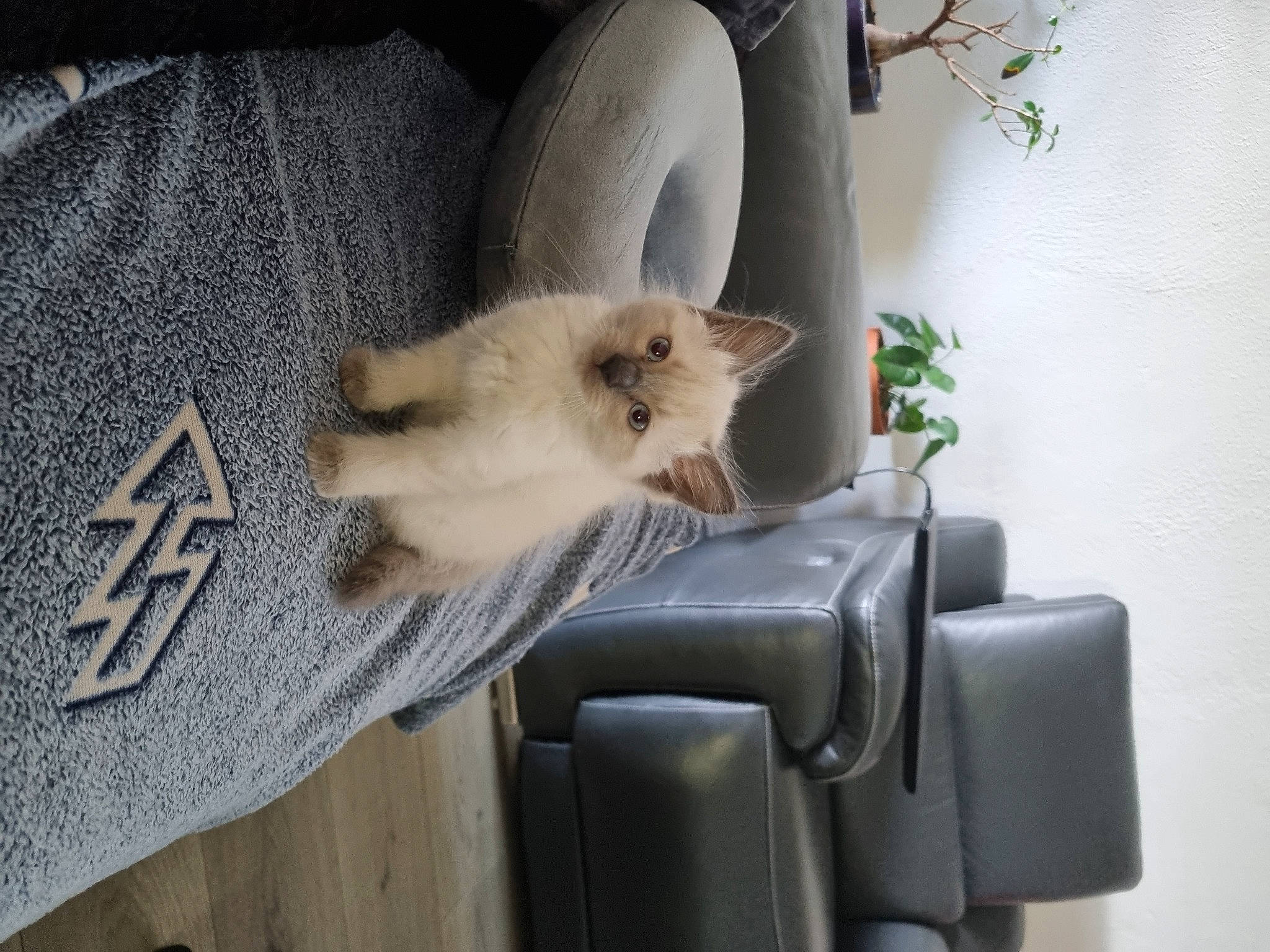 Osiris participe au concours pour gagner de l'argent avec cette photo : balinese, birman, carnivore, cat, chair, claw, comfort, domestic_short_haired_cat, fawn, felidae, fur, hardwood, paw, plant, siamese, small_to_medium_sized_cats, tail, whiskers, wood