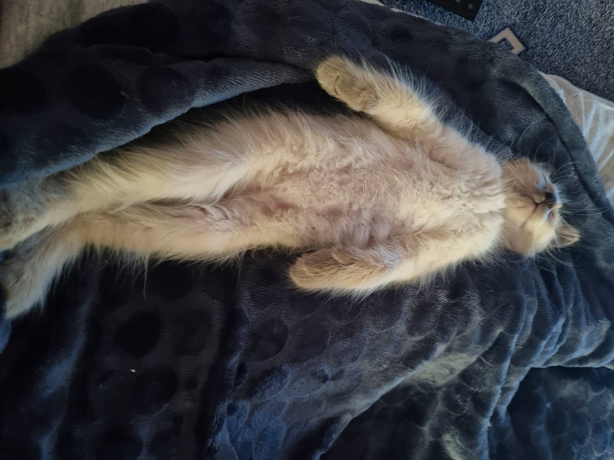 Osiris participe au concours pour gagner de l'argent avec cette photo : carnivore, cat, claw, comfort, dog_breed, fawn, feather, felidae, fur, grey, linens, nap, natural_material, paw, sleep, small_to_medium_sized_cats, sporting_group, tail, whiskers, wing