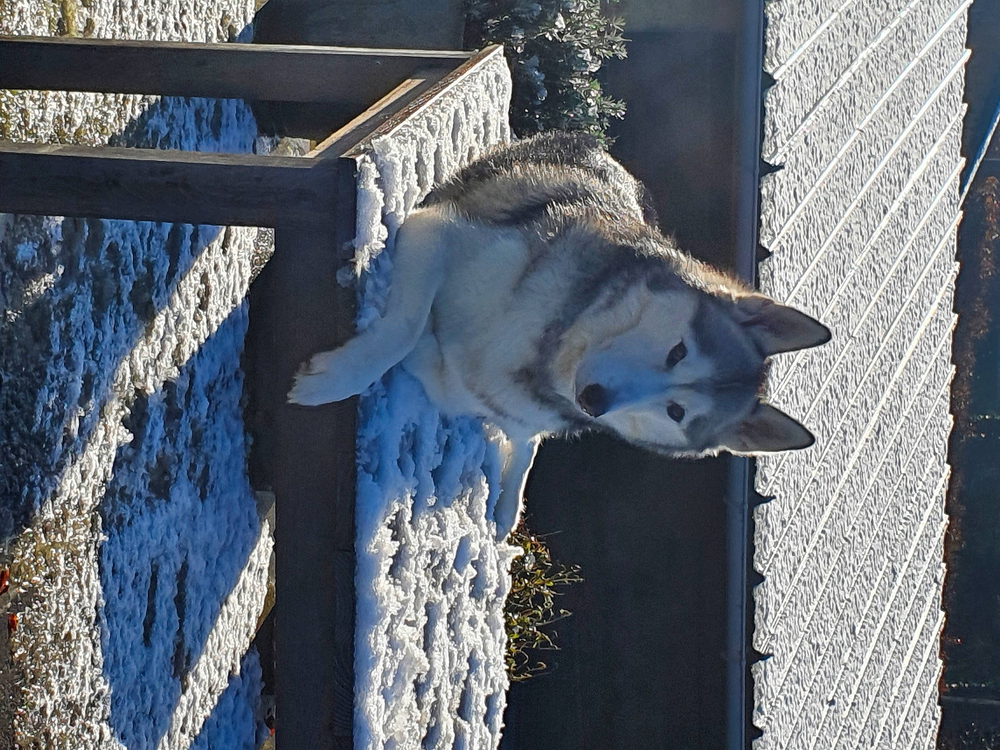 Lancelot a rejoint le concours — aidez-le/la à gagner de superbes lots ! carnivore, collar, dog, dog_breed, dog_supply, door, electric_blue, fence, freezing, fur, grey, mesh, pet_supply, plant, snow, sporting_group, tree, winter, wood, working_animal