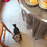 Blacky participe au concours pour gagner de l'argent avec cette photo : animal, bread, cozy, dog, floor, fluffy, food, furniture, home, indoor, kitchen, looking_up, pet, plastic_tablecloth, plate, small_dog, table, tail, tiled_floor, wooden_chair