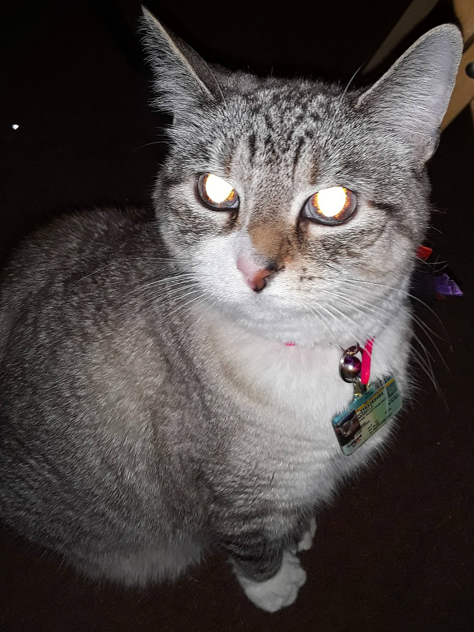 Arabella is registered to the contest to win money with this photo: american_wirehair, asian, british_shorthair, burmilla, carnivore, cat, domestic_short_haired_cat, ear, egyptian_mau, european_shorthair, felidae, mammal, small_to_medium_sized_cats, snout, tabby_cat, vertebrate, whiskers