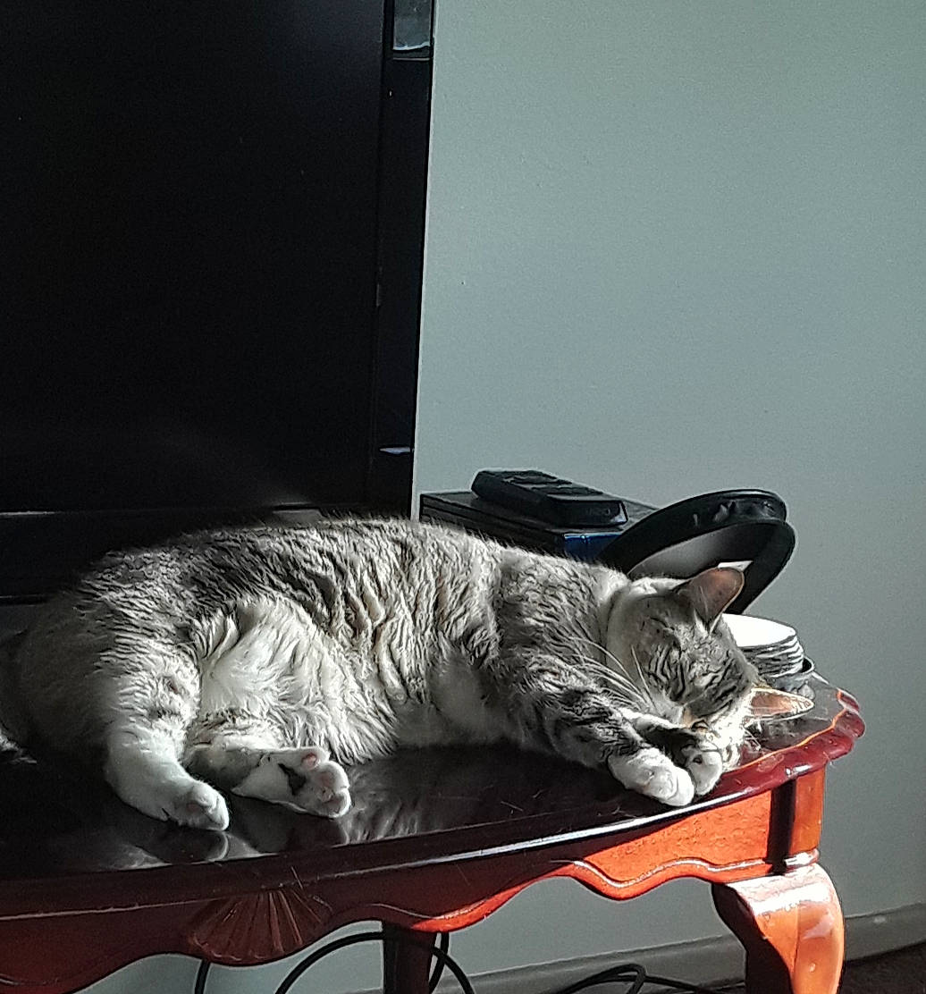 Arabella joined the competition — help win amazing prizes! american_shorthair, asian, carnivore, cat, domestic_short_haired_cat, dragon_li, egyptian_mau, european_shorthair, felidae, nap, sitting, small_to_medium_sized_cats, tabby_cat, whiskers