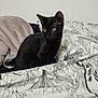 Patapon participe au concours pour gagner de l'argent avec cette photo : animal, bed, black_cat, blanket, cat, cozy, curious, cute, domestic_cat, feline, fur, indoor, patterned_bedding, pet, pillow, quiet, resting, soft_texture, still_life, yellow_eyes