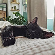Patapon a rejoint le concours — aidez-le/la à gagner de superbes lots ! animal, black_cat, blanket, close_up, cozy, cute, domestic_cat, fur, home_decor, indoor, natural_light, paw, pet, plants, relaxation, resting, shelf, sleeping, soft_texture, window