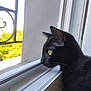 Patapon participe au concours pour gagner de l'argent avec cette photo : animal, black_cat, cat, close_up, contemplation, curious, domestic_cat, feline, fur, house, indoor, looking_out, pet, quiet, reflection, side_view, sunlight, whiskers, window, yellow_eyes