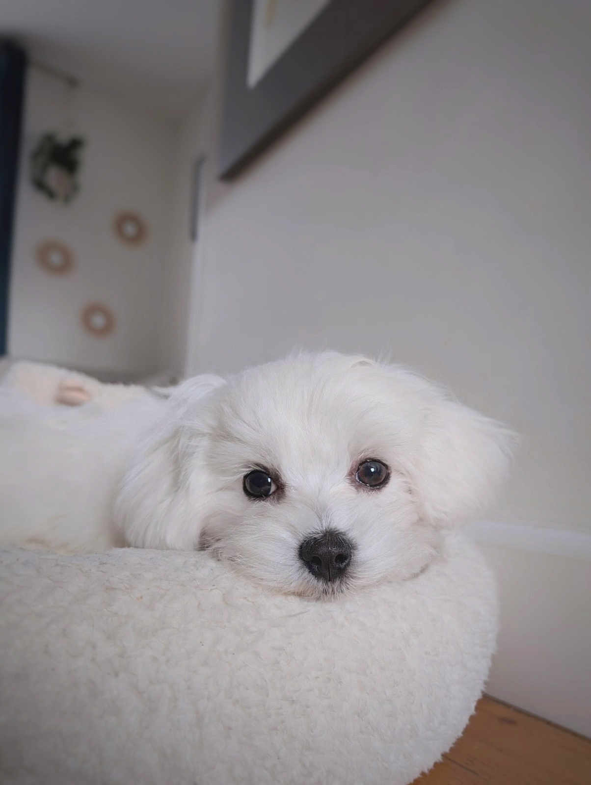Moon participe au concours pour gagner de l'argent avec cette photo : puppy, dog, white_fur, pet, cute, lying_down, bed, cozy, indoor, close_up, face, fur, animal, sleepy, adorable, domestic_animal, soft_texture, looking_at_camera, relaxed, young