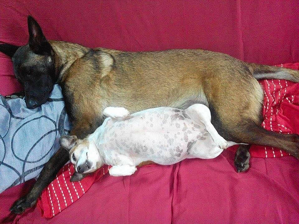 Kiara participe au concours pour gagner de l'argent avec cette photo : canidae, carnivore, dog, dog_breed, fawn, feist, mammal, snout, tail, vertebrate