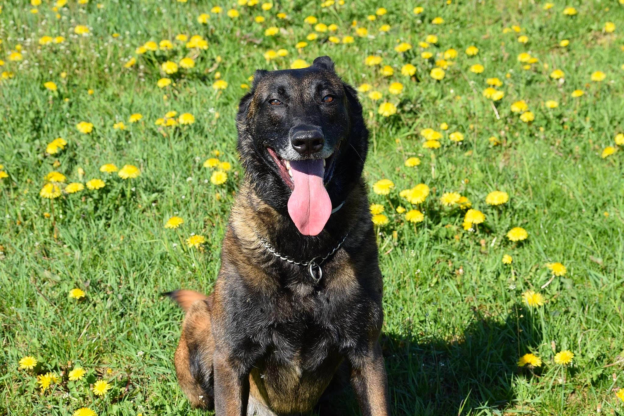 Kiara a rejoint le concours — aidez-le/la à gagner de superbes lots ! canidae, carnivore, dog, dog_breed, flower, gladiolus, mammal, plant, rare_breed_dog, sporting_group, vertebrate, wildflower