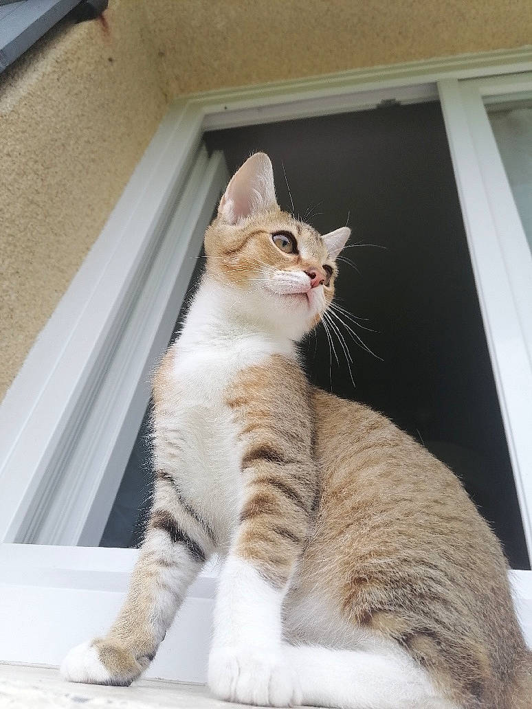 Sushi participe au concours pour gagner de l'argent avec cette photo : carnivore, cat, claw, comfort, domestic_short_haired_cat, fawn, felidae, foot, fur, paw, sitting, small_to_medium_sized_cats, snout, tail, terrestrial_animal, whiskers, window