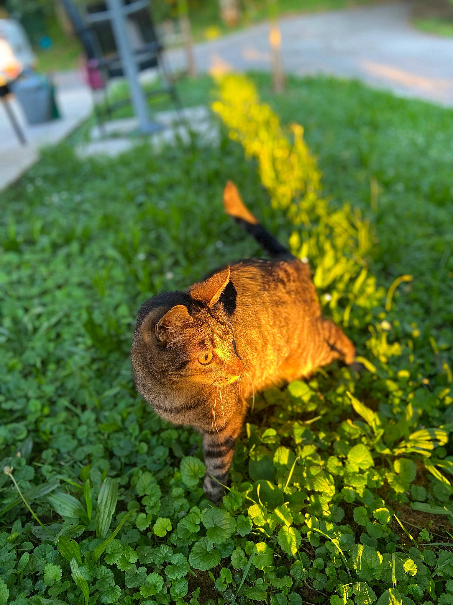 Corsu a rejoint le concours — aidez-le/la à gagner de superbes lots ! annual_plant, carnivore, cat, domestic_short_haired_cat, felidae, fur, groundcover, herb, herbaceous_plant, shrub, small_to_medium_sized_cats, snout, subshrub, tabby_cat, tail, terrestrial_animal, whiskers, wild_cat