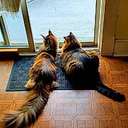 Betty is registered to the contest to win money with this photo: cat, two_cats, fluffy, tail, mat, door, glass_door, indoor, floor, wooden_floor, pets, animal, looking_outside, side_by_side, feline, domestic_cat, curious, home, companion, relaxing