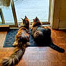 cat, two_cats, fluffy, tail, mat, door, glass_door, indoor, floor, wooden_floor, pets, animal, looking_outside, side_by_side, feline, domestic_cat, curious, home, companion, relaxing