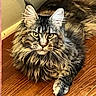 Betty is registered to the contest to win money with this photo: cat, maine_coon, fluffy, fur, yellow_eyes, pet, animal, indoor, wooden_floor, relaxed, lying_down, whiskers, ears, muzzle, paws, long_hair, feline, domestic_cat, portrait, close_up