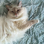 Ollywood participe au concours pour gagner de l'argent avec cette photo : cat, fluffy, cream_colored, pet, animal, feline, relaxed, lying_down, bed, blanket, patterned, indoor, sleepy, cute, whiskers, ears, fur, close_up, domestic_cat, resting