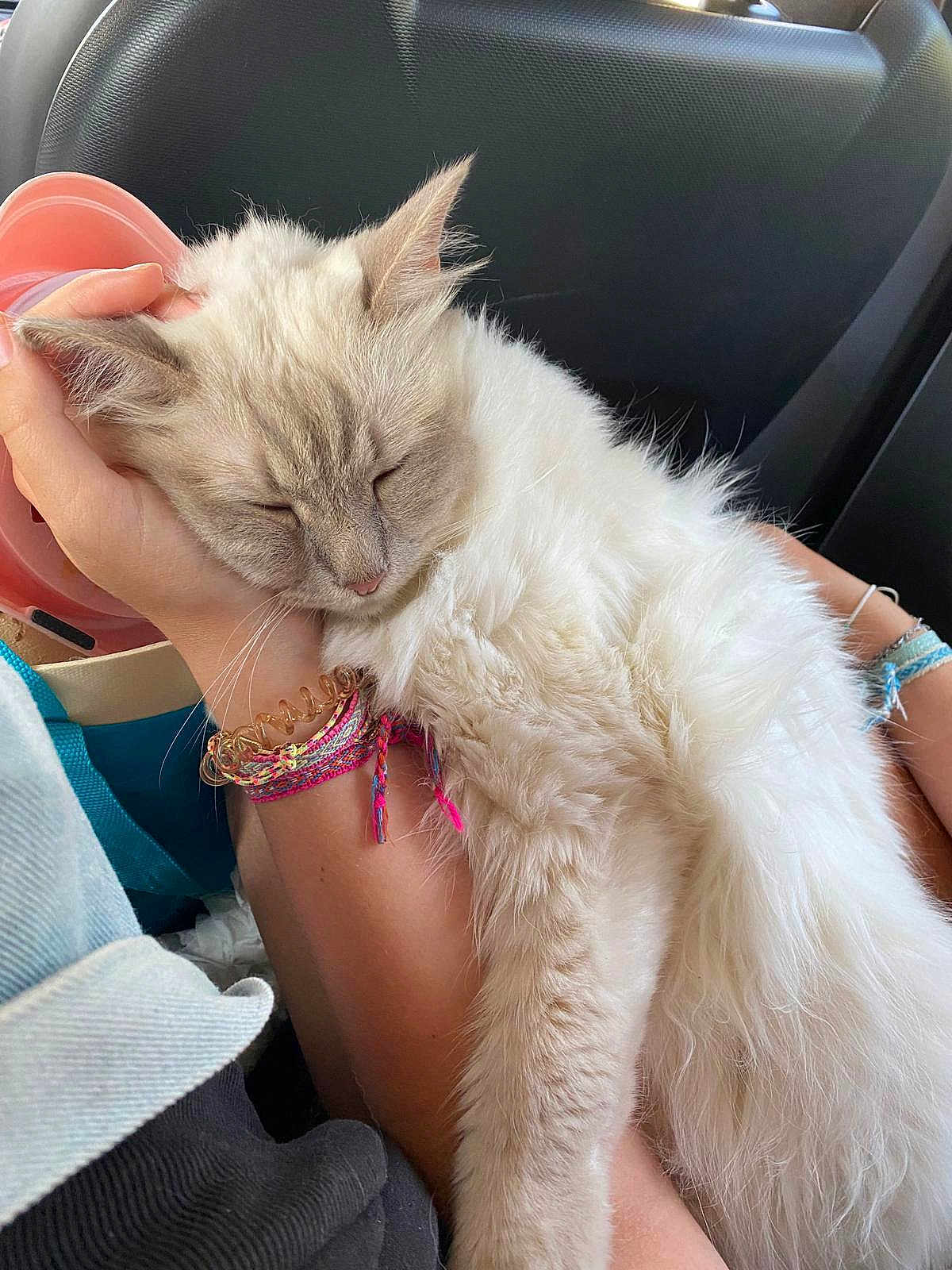 Ollywood participe au concours pour gagner de l'argent avec cette photo : cat, sleeping, fluffy, pet, hand, bracelet, arm, car_seat, relaxed, cozy, fur, animal, closeup, domestic_animal, resting, cute, soft, comfort, indoor, travel