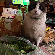 Dounet participe au concours pour gagner de l'argent avec cette photo : cat, indoor, table, lettuce, plastic_bag, bottle, television, soccer, food, paper_bag, curious, blue_eyes, domestic_cat, living_room, furniture, curtain, decor, household, pet, animal