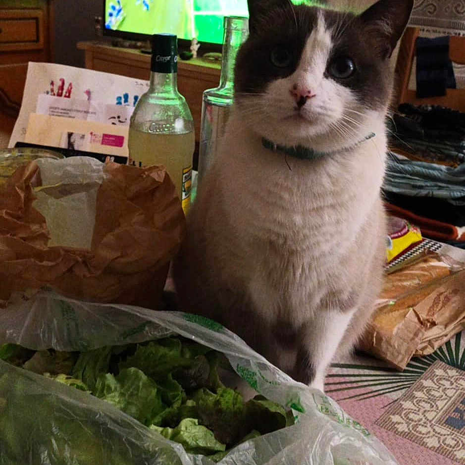 Dounet participe au concours pour gagner de l'argent avec cette photo : cat, indoor, table, lettuce, plastic_bag, bottle, television, soccer, food, paper_bag, curious, blue_eyes, domestic_cat, living_room, furniture, curtain, decor, household, pet, animal