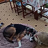 dog, cat, pet_bed, indoor, floor_tiles, wooden_chairs, tablecloth, toy, soccer_ball, red_collar, furry, sleeping, nuzzling, curious, cozy, home, animal, companion, resting, floor