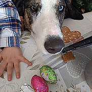 Ares a rejoint le concours — aidez-le/la à gagner de superbes lots ! dog, heterochromia, close_up, table, child_hand, chocolate_eggs, biscuit, tablecloth, heart_pattern, floral_pattern, resting, brown_eye, blue_eye, pet, indoor, food, snack, cute, animal, domestic