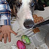 dog, heterochromia, close_up, table, child_hand, chocolate_eggs, biscuit, tablecloth, heart_pattern, floral_pattern, resting, brown_eye, blue_eye, pet, indoor, food, snack, cute, animal, domestic