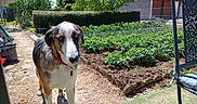 Ares a rejoint le concours — aidez-le/la à gagner de superbes lots ! dog, garden, vegetable_patch, outdoor, sunny, greenery, path, tree, hedge, house, fence, collar, pet, canine, nature, yard, daylight, plant, soil, domestic_animal