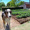 dog, garden, vegetable_patch, outdoor, sunny, greenery, path, tree, hedge, house, fence, collar, pet, canine, nature, yard, daylight, plant, soil, domestic_animal