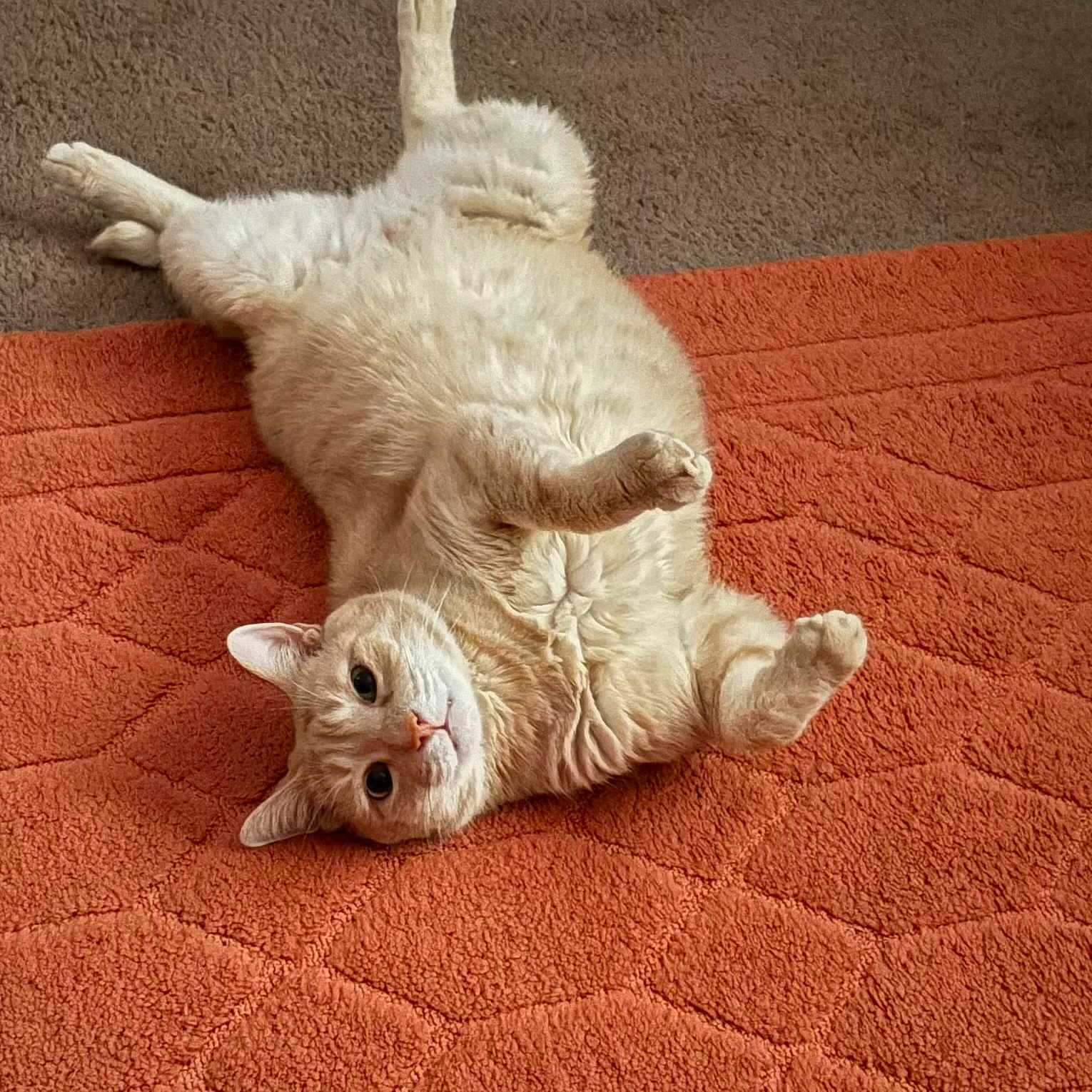 Jasper joined the competition — help win amazing prizes! animal, belly_up, carpet, cat, cozy, cute, domestic, feline, fluffy, fur, indoor, looking, mammal, orange_rug, paws, pet, playful, relaxed, resting, whiskers