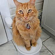 Pumpkin is registered to the contest to win money with this photo: cat, orange_cat, tabby, pet, indoor, stool, floor, tile, collar, bell, feline, whiskers, ears, green_eyes, fur, domestic_animal, curious, sitting, looking_at_camera, bathroom