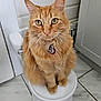 cat, orange_cat, tabby, pet, indoor, stool, floor, tile, collar, bell, feline, whiskers, ears, green_eyes, fur, domestic_animal, curious, sitting, looking_at_camera, bathroom